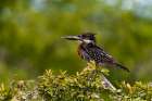 Portrait of a giant kingfisher perching in a bush Chobe National Park-Botswana Art Print